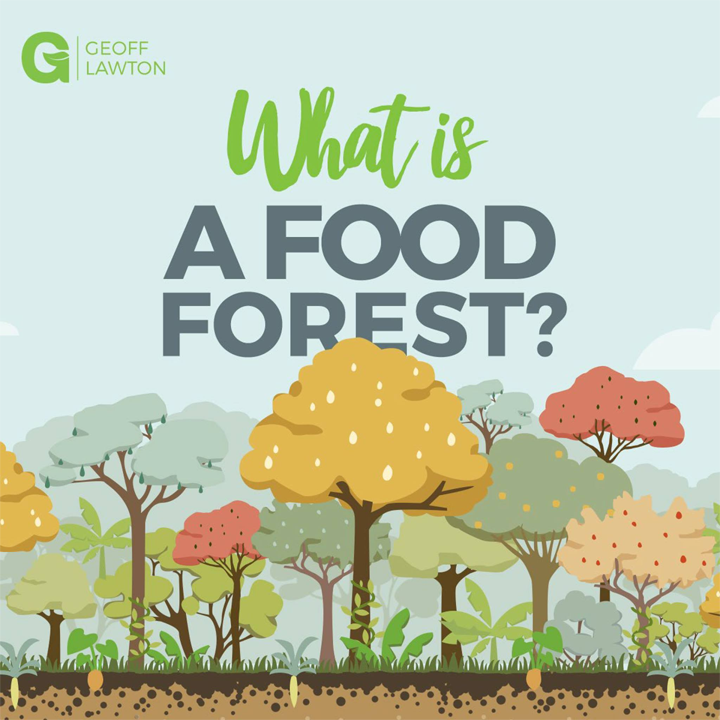 What is a Food Forest with Geoff Lawton